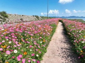 진도 백조호수공원 가을꽃으로 물든다…21일부터 4.4km 꽃길 행사