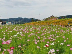 하동 북천 코스모스메밀꽃 축제 22일 개막…28ha 가을꽃 물결