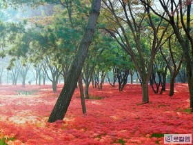 [로컬여행] 광주 근교 꽃무릇 명소 5곳은 어디? 가을 드라이브 코스