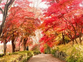 1년에 한 번 여는 가을 산책길…세종 베어트리파크 53일간 개방