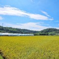 [포토]영암 송산 유기농 생태마을, 황금빛으로 물드는 들녘