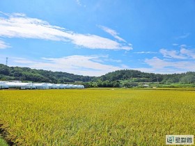 [포토]영암 송산 유기농 생태마을, 황금빛으로 물드는 들녘