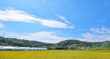 [포토]영암 송산 유기농 생태마을, 황금빛으로 물드는 들녘