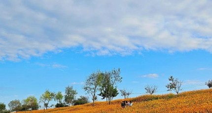 [로컬여행] 나주 영산강정원, 10월 황하코스모스와 댑싸리정원 한자리에서