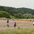 여주 대신섬 코스모스·메밀꽃 만개…남한강 따라 가을 꽃 나들이