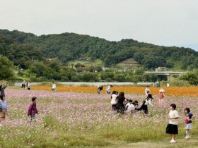 여주 대신섬 코스모스·메밀꽃 만개…남한강 따라 가을 꽃 나들이