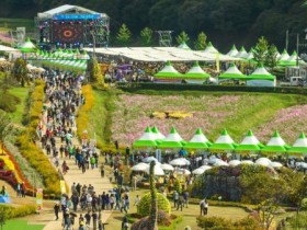 코스모스·국화에 춘식이까지…화순 고인돌 가을꽃 축제 16일 개막