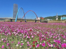 대전 3대 하천이 꽃바다로…12만㎡ 가을꽃 단지 조성