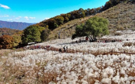 산정호수 억새부터 포천아트밸리 펫축제까지…포천 가을 나들이 6개는?