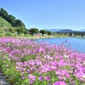 순창 경천·두물머리공원, 가을꽃 절정…코스모스·해바라기 꽃길