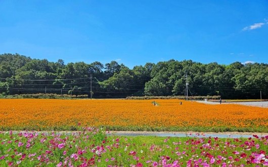 [로컬여행] 화순 고인돌 가을꽃축제, 코스모스부터 콘서트까지 즐기는 법