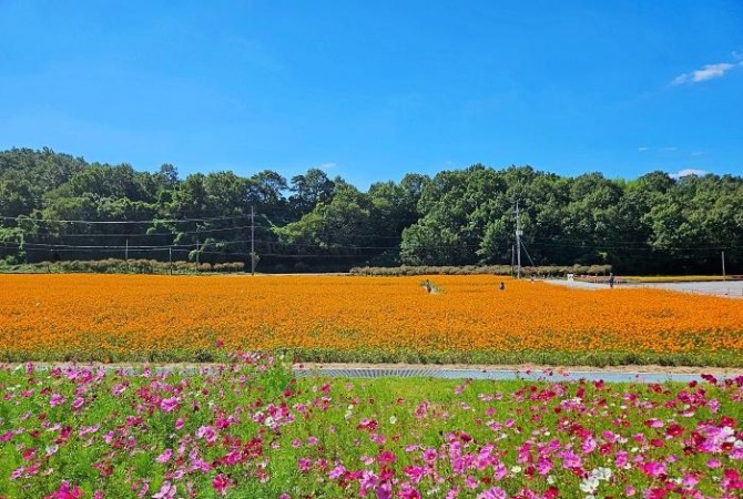 [로컬여행] 화순 고인돌 가을꽃축제, 코스모스부터 콘서트까지 즐기는 법