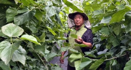 해남 박성관씨 유기농 오디, 전남광주 10월 친환경농산물 선정