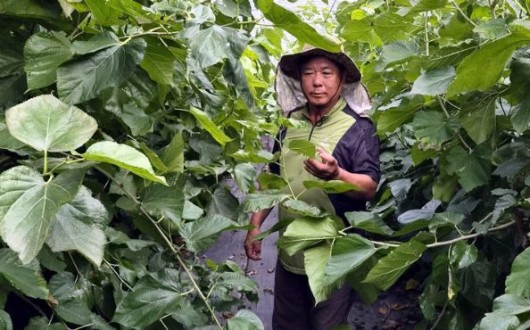 해남 박성관씨 유기농 오디, 전남광주 10월 친환경농산물 선정