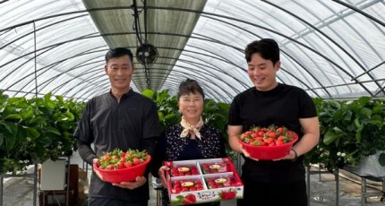 당진 설향 딸기 올해 첫 수확…초촉성 재배로 출하 앞당겨