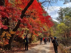 봉화 백천계곡 단풍축제 24~25일 열린다…열목어 서식지서 가을 만난다