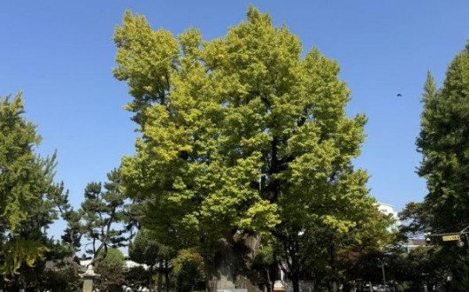 고려 충신 목숨 구한 900년 은행나무…청주 압각수 천연기념물 지정식