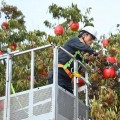 청송사과축제 11월 4일 개막…20주년 맞아 블랙이글스 에어쇼