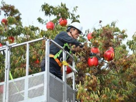 청송사과축제 11월 4일 개막…20주년 맞아 블랙이글스 에어쇼