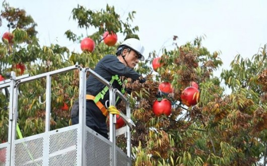 청송사과축제 11월 4일 개막…20주년 맞아 블랙이글스 에어쇼